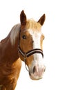 Head of the carthorse Royalty Free Stock Photo