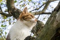 Head of a cat climbing a tree in the garden Royalty Free Stock Photo