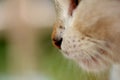 Head cat close up Royalty Free Stock Photo