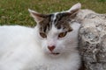 Head cat close up, outdoor Royalty Free Stock Photo