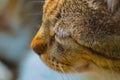 Head of a cat with closed eyes close-up. A soothing picture to relax after a hard day's work. Calm in nature no Royalty Free Stock Photo