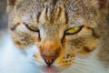 Head of a cat with half-closed eyes close-up. A soothing picture to relax after a hard day's work. Calm in nature no Royalty Free Stock Photo