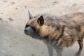 Striped hyaena