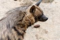 head-Striped hyaena