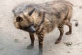 Look back-Striped hyaena