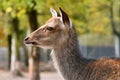 Head of Cervus nippon Shika deer Royalty Free Stock Photo