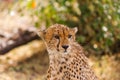 The head of a cheetah. Masai Mara, Kenya Royalty Free Stock Photo