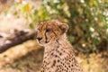 The head of a big cheetah. Masai Mara, Kenya Royalty Free Stock Photo