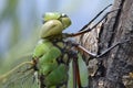 Head and chest of an emperor dragonfly, Anax imperator,
