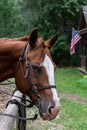 Head of a chestnut horse tied up in the rain at a wood hitching post, American flag in background, Washington State, USA Royalty Free Stock Photo