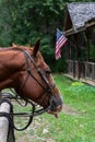 Head of a chestnut horse tied up in the rain at a wood hitching post, rustic building and American flag in background, Washington Royalty Free Stock Photo