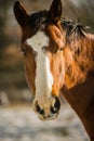 Head of chestnut horse with white strip on forehead