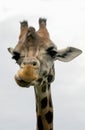 Head of a chewing giraffe Royalty Free Stock Photo