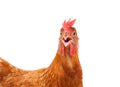 Head of chicken hen shock and funny surprising isolated white ba Royalty Free Stock Photo