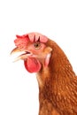 Head of chicken hen shock and funny surprising isolated white ba Royalty Free Stock Photo