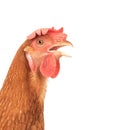 Head of chicken hen shock and funny surprising isolated white ba Royalty Free Stock Photo