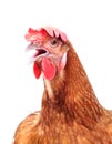 Head of chicken hen shock and funny surprising isolated white ba Royalty Free Stock Photo