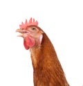 Head of chicken hen shock and funny surprising isolated white ba Royalty Free Stock Photo