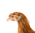 Head chicken