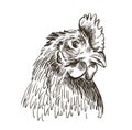 The head of a chicken. vector sketch on white