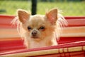 Head of chihuahuas peeping out from hammock