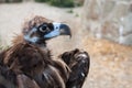 The head of Cinereous vulture, the black vulture, monk vulture, or Eurasian black vulture. Royalty Free Stock Photo