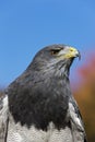 HEAD CLOSE-UP OF BLACK-CHESTED BUZZARD-EAGLE geranoaetus melanoleucus AGAINST BLUE SKY