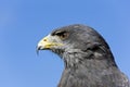 HEAD CLOSE-UP OF BLACK-CHESTED BUZZARD-EAGLE geranoaetus melanoleucus AGAINST A BLUE SKY