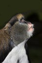 HEAD CLOSE-UP OF CAMPBELL`S MONKEY cercopithecus campbelli LOOKING UP Royalty Free Stock Photo
