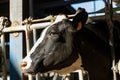 Head close up of Dairy Cow in a barn with feed adhered to mouth and nose