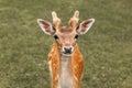 Head close-up of a fallow deer against green background Royalty Free Stock Photo