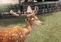 Head close-up of a fallow deer against green background Royalty Free Stock Photo