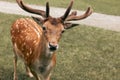 Head close-up of a fallow deer against green background Royalty Free Stock Photo