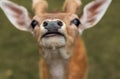 Head close-up of a fallow deer against green background Royalty Free Stock Photo