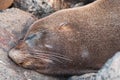 Head close up of Galapagos sea lion