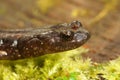 Head close up of a juvenile Aneides ferreus, Clouded salamander Royalty Free Stock Photo