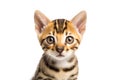 Cute bengal kitty looking at camera. Head close-up portrait of bengal cat. White Isolated background. Generative AI Royalty Free Stock Photo