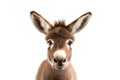 Cute little donkey looking at camera. Head close-up portrait of young donkey. White Isolated background. Generative AI Royalty Free Stock Photo