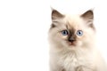 Cute ragdoll looking at camera. Head close-up portrait of ragdoll cat. White Isolated background. Generative AI Royalty Free Stock Photo