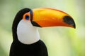 Head close-up of a Toco Toucan