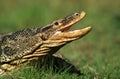 HEAD CLOSE-UP OF WATER MONITOR ADULT LIZARD varanus salvator, OPENED MOUTH Royalty Free Stock Photo