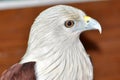 Head Closeup Brahminy Kite Royalty Free Stock Photo