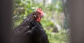 Chicken in the own garden, close up of the head Royalty Free Stock Photo