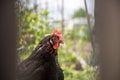 Chicken in the own garden, close up of the head Royalty Free Stock Photo