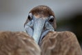 Head on closeup of Galapagos Brown Pelican Pelecanus occidentalis urinator  in Galapagos Islands Royalty Free Stock Photo