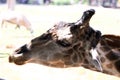 Head closeup giraffe animal life