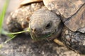 Head closeup of a leopard tortoise. Royalty Free Stock Photo