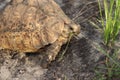 Head closeup of a leopard tortoise. Royalty Free Stock Photo