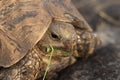 Head closeup of a leopard tortoise. Royalty Free Stock Photo