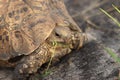 Head closeup of a leopard tortoise in the african savannah. Royalty Free Stock Photo